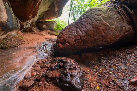 naka cave thailand snake|Thailand